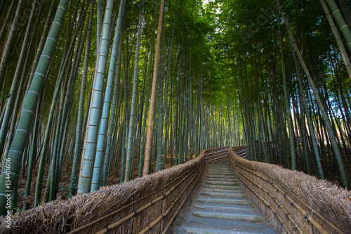 京都の竹林