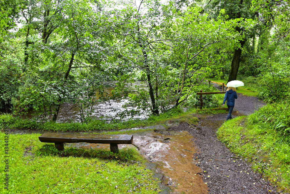 Irland Glengarriff Woods Nature Reserve StockFoto Adobe Stock