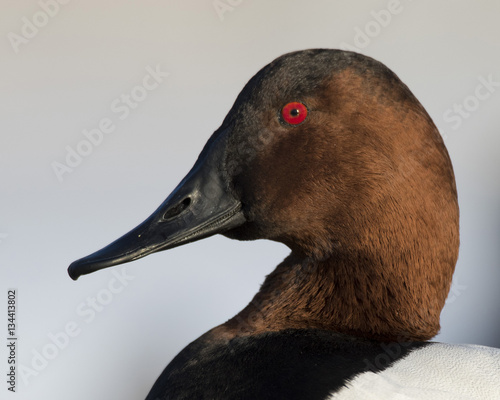 Drake Canvasback photo