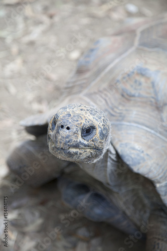 Tortoise © Brandy McKnight