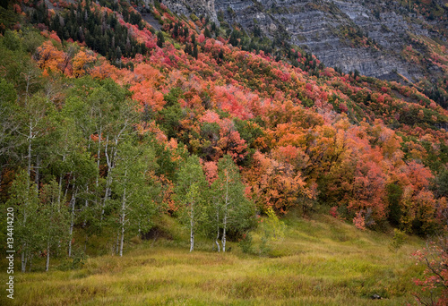 Autumn colored mountain side, Wasatch National Forest, Utah