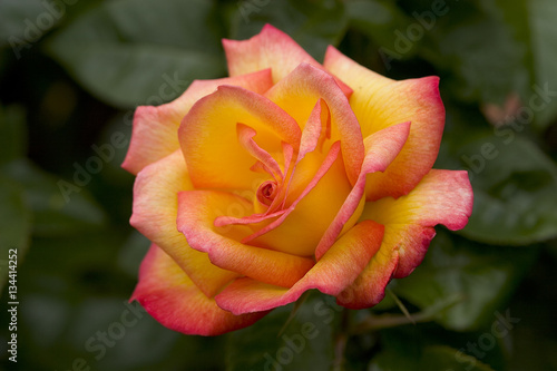 Orange & Pink rose