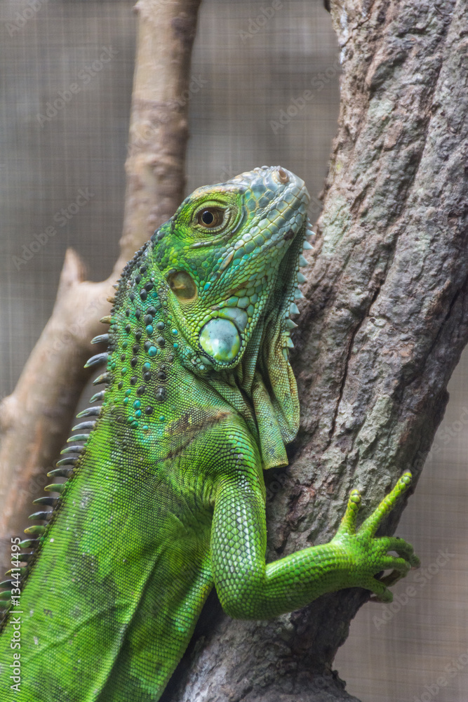 Fototapeta premium Young Iguana holding a branch