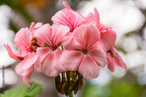Fototapeta Naklejka Na Ścianę i Meble -  Light Pink Geranium Flowers at Chiangmai, Thailand