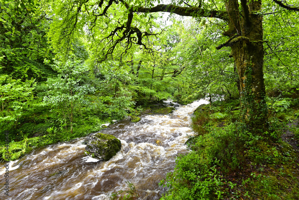 Irland Glengarriff Woods Nature Reserve StockFoto Adobe Stock