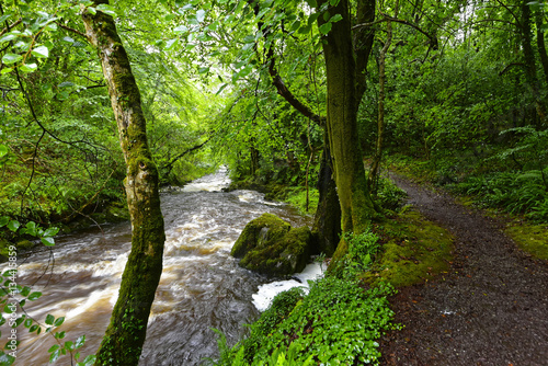 Irland - Glengarriff Woods Nature Reserve photo