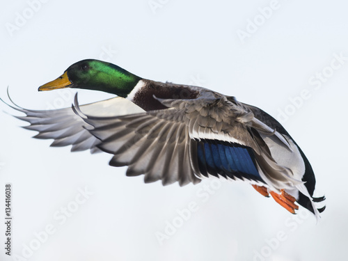 Mallard Ducks in flight in the winter