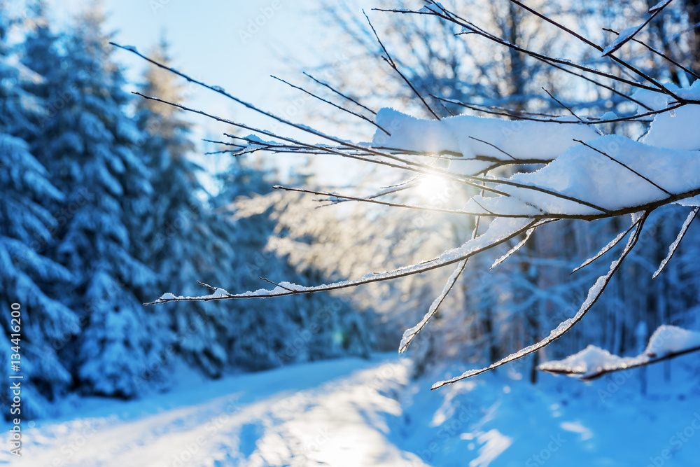 Obraz premium snow covered branches in the forest