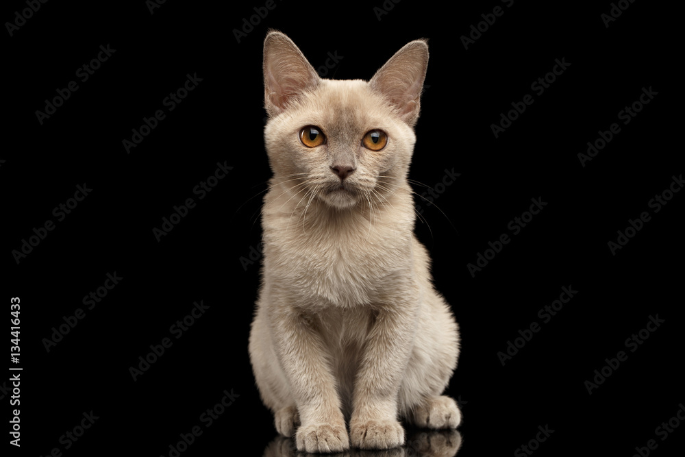 Burmese kitty with platinum color of fur sitting and looking in camera on isolated black background, front view