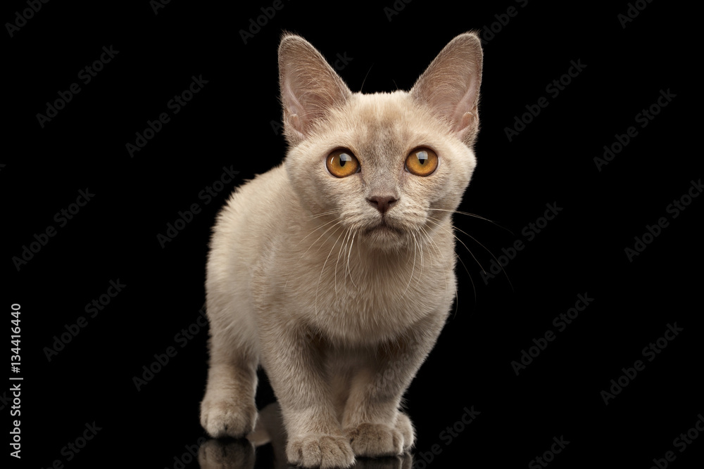 Burmese kitty with platinum color of fur sitting and staring in camera on isolated black background, front view