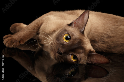 Closeup Lazy burmese cat lying and looking in camera on isolated black background with reflection photo