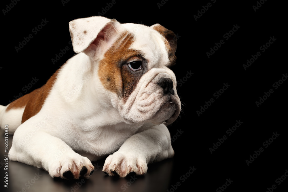 Cute puppy british bulldog breed, white and red color, lying and waiting on isolated black background, side view Cute puppy british bulldog breed, white and red color, lying and waiting on isolated black background, side view