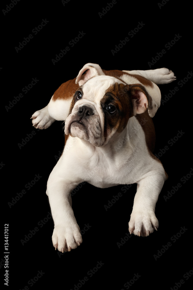 Cute puppy british bulldog breed, white and red color, lying and waiting on isolated black background, top view