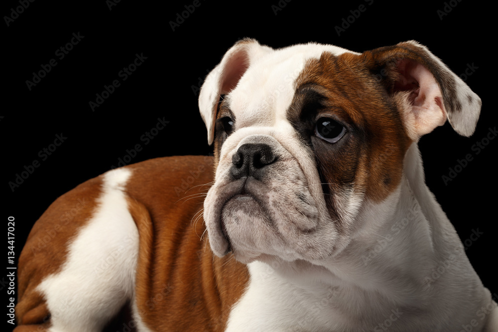 Close-up headshot of puppy british bulldog breed, white and red color, looking with hope on isolated black background