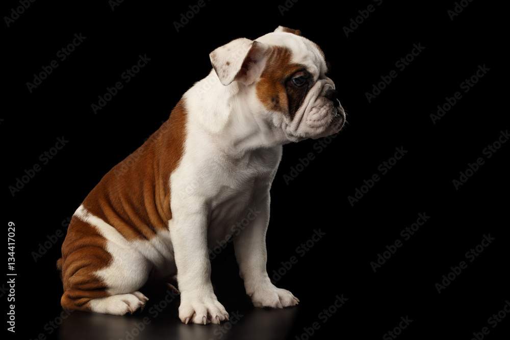 Puppy british bulldog breed, white and red color, Sitting on isolated black background, side view
