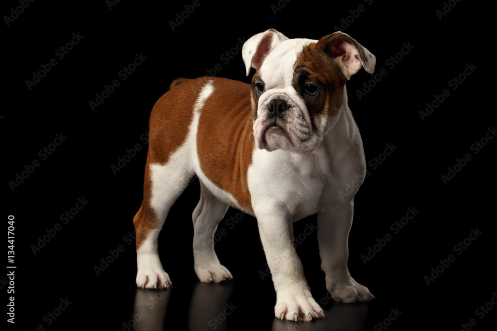 Puppy british bulldog breed, white and red color, standing and waiting on isolated black background, side view