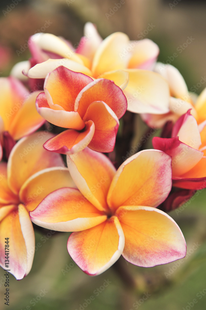 Plumeria