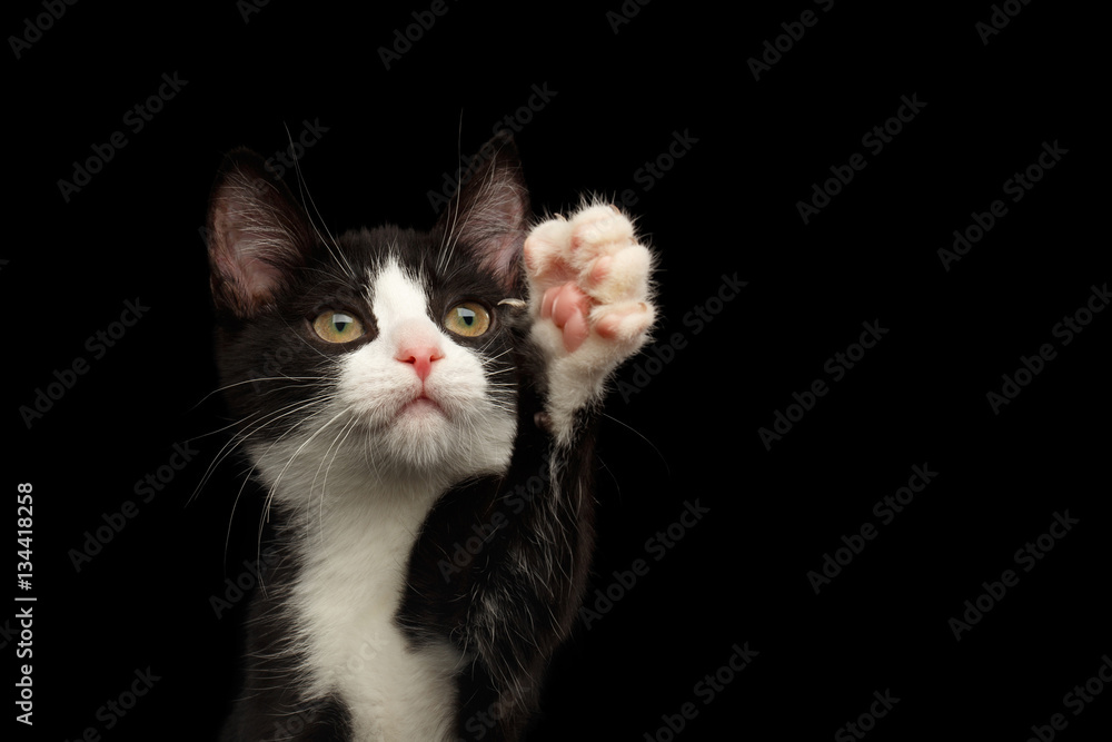 close-up Black with white kitty sitting and touch paw isolated background, front view