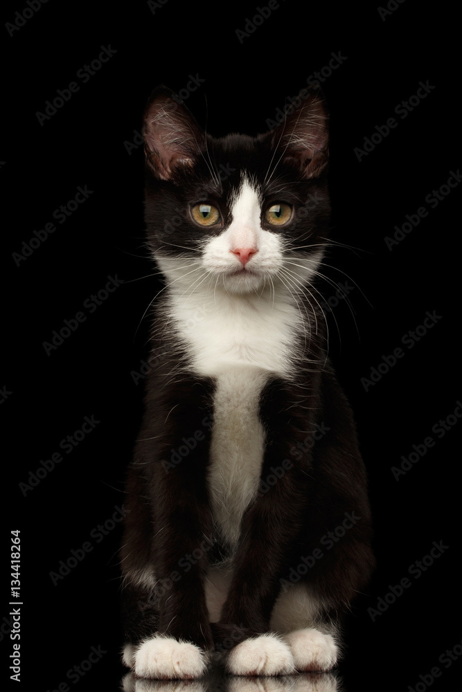 Black with white kitty sitting and looking in camera isolated background, front view