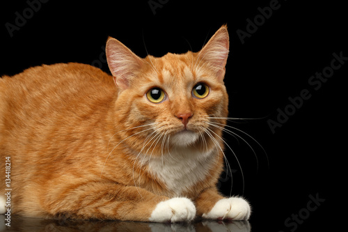 Ginger Cat Lying and sad looking up isolated black background  side view
