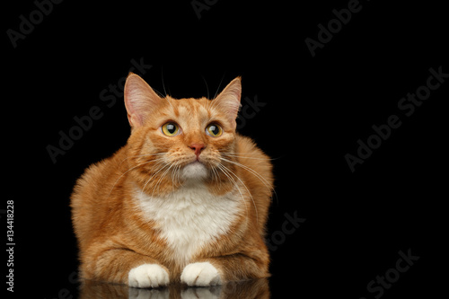 Ginger Cat Lying and sad looking up isolated black background, front view