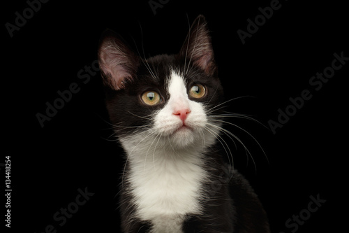 Close-up portrait of Black with white kitty dreams looking up isolated background, front view