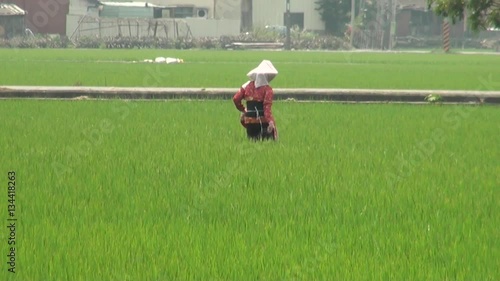 Sowing a green paddy field  photo