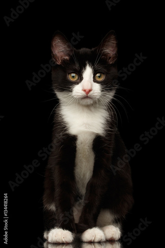 Black with white kitty sitting and looking in camera isolated background, front view