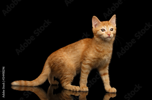 Ginger kitty standing in pose  walking on isolated black background with reflection  side view