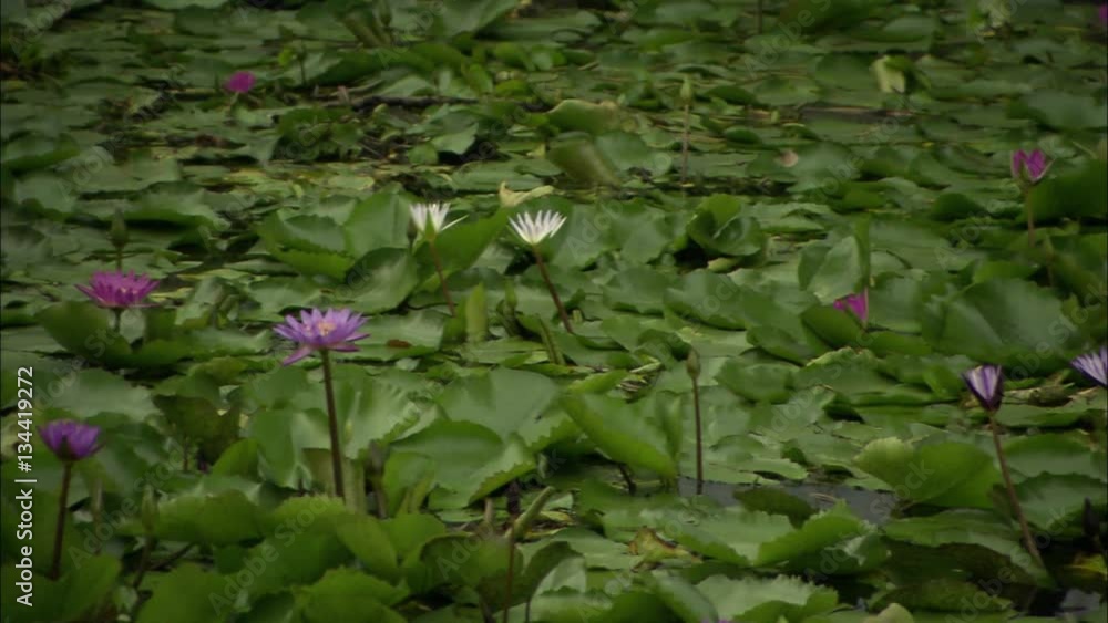 Nelumbo nucifera. Pond and loto flower Nelumbo nucifera. Pond and loto flower