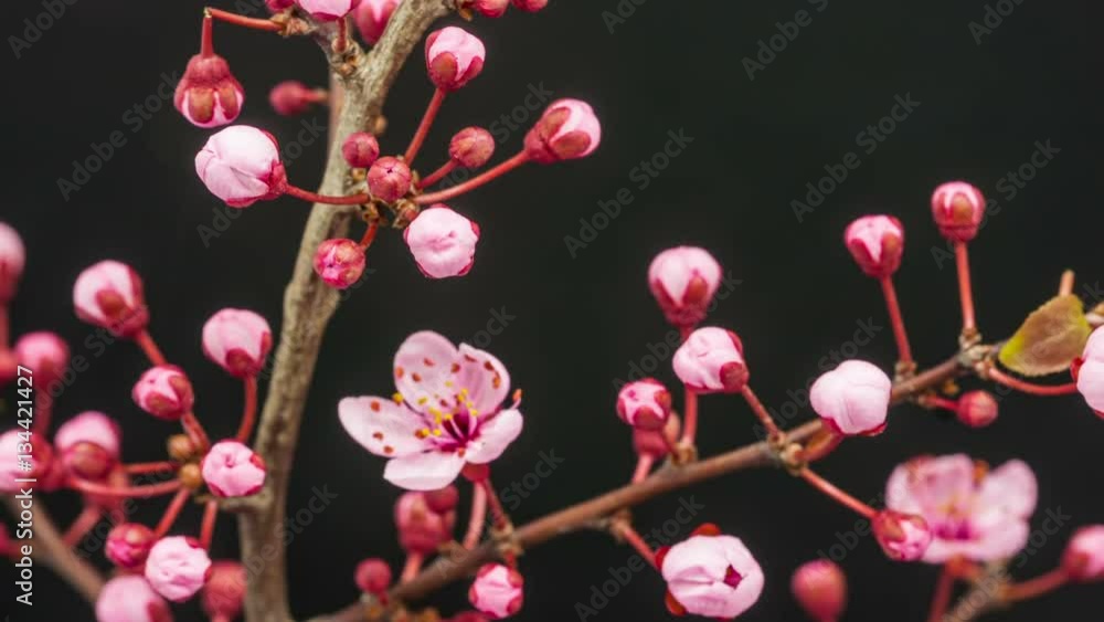 time lapse video of a wild plum flower (Prunus americana) growing on a black background time lapse video of a wild plum flower (Prunus americana) growing on a black background