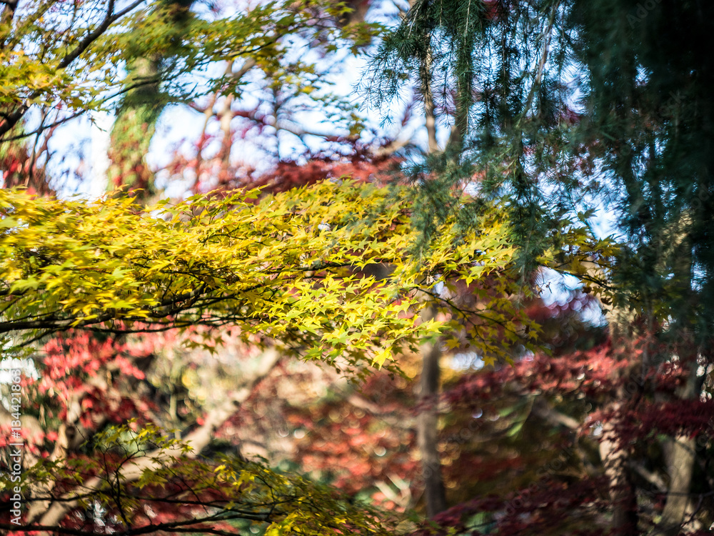 Autumn leaves Japan