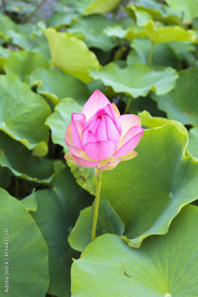 This beautiful waterlily show his face This beautiful waterlily show his face