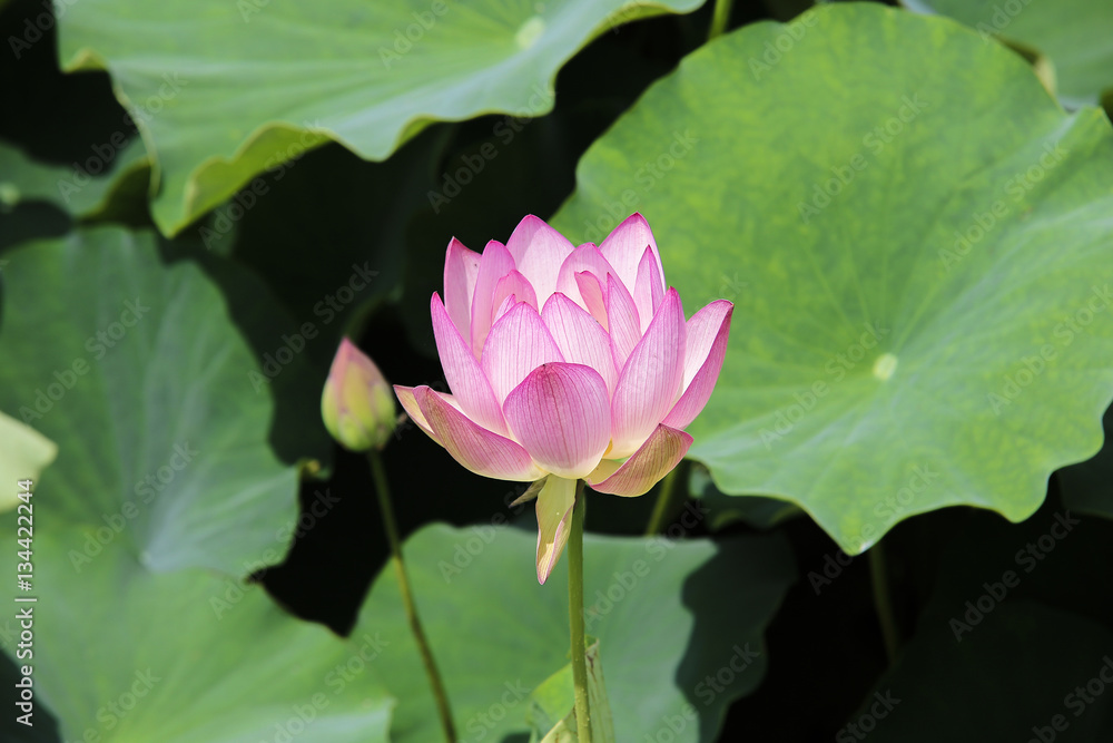 This beautiful waterlily show his face This beautiful waterlily show his face