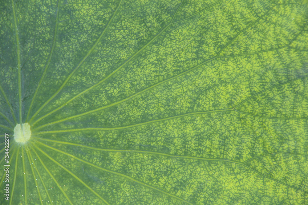 This beautiful waterlily show his face This beautiful waterlily show his face