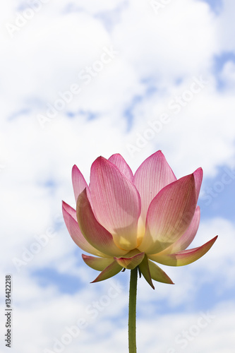 Wallpaper Mural  This beautiful waterlily show his face Torontodigital.ca