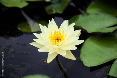 This beautiful waterlily show his face