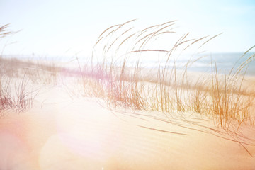 Keuken achterwand Duingras Wuivend strandgras in de wind  © soupstock