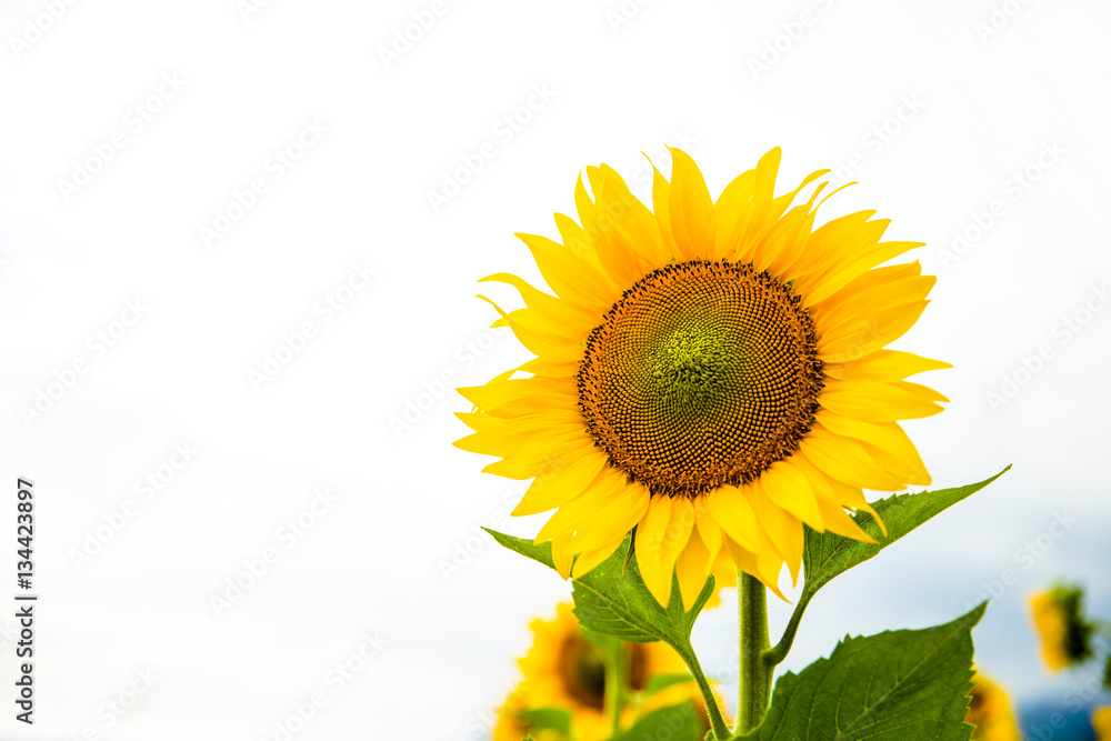 Fototapeta premium Sunflower looking at the bright sun