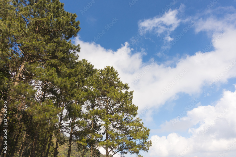 Pines tree against the blue sky