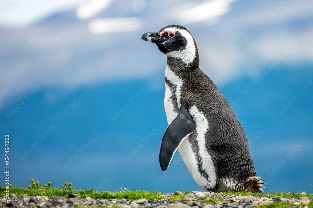 The Magellanic Penguin - obrazy, fototapety, plakaty 