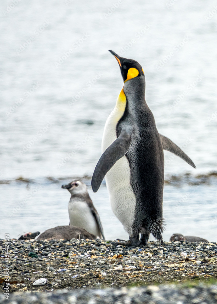Naklejka premium the male Upland goose