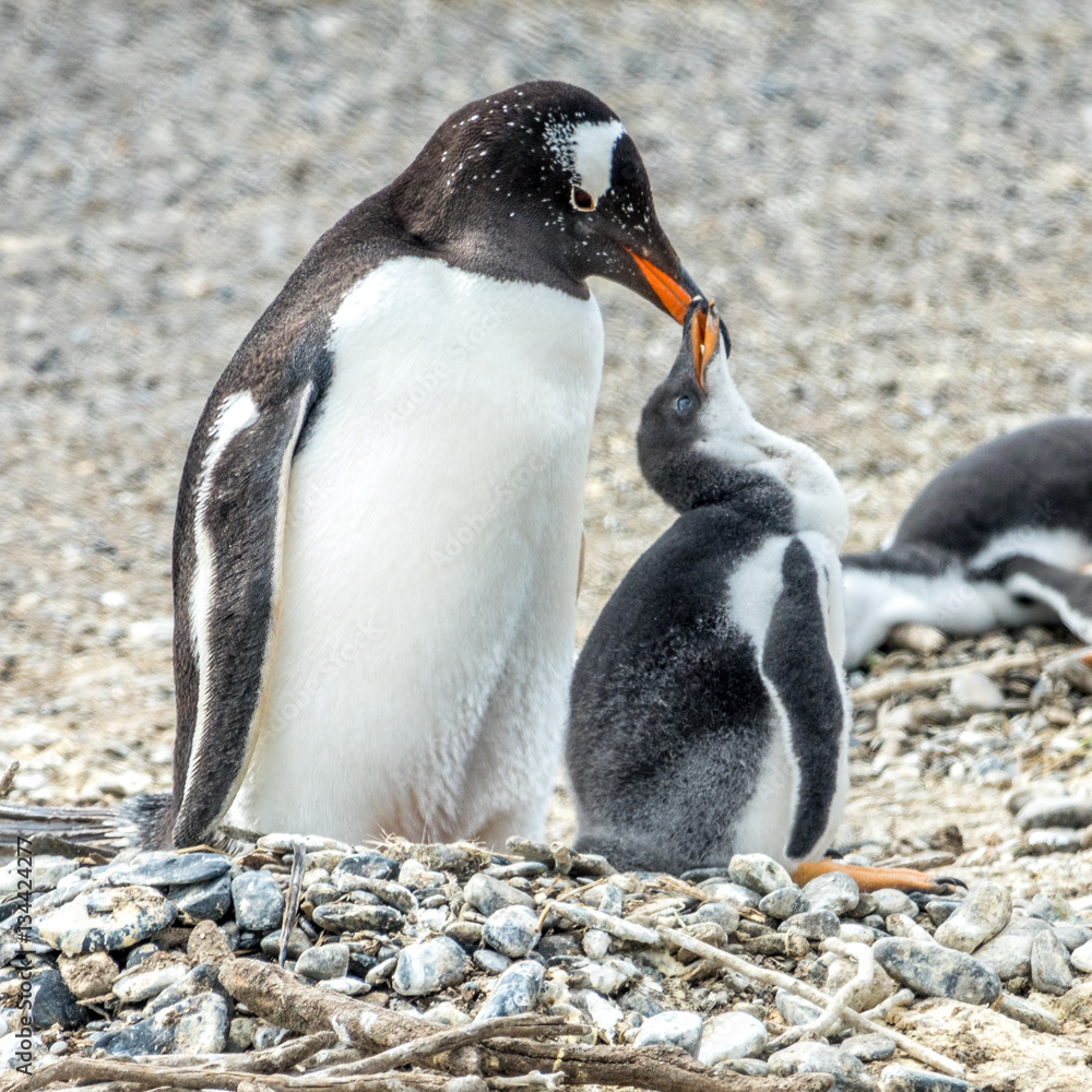 Fototapeta premium The Magellanic Penguin