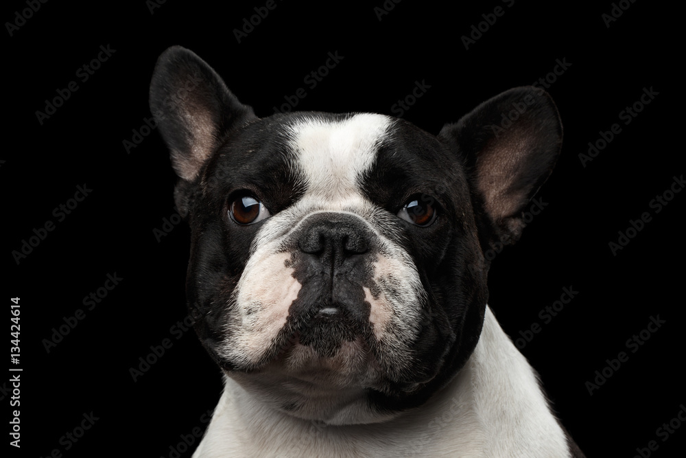 Close-up headshot of White French Bulldog Dog isolated on black background
