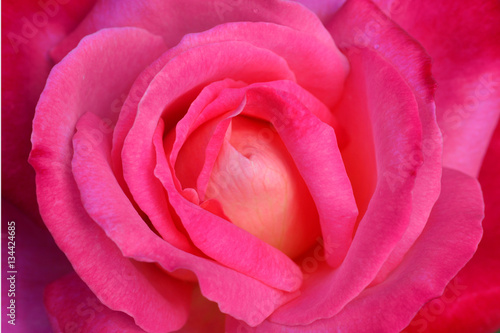 Close up Beautiful pink rose flower