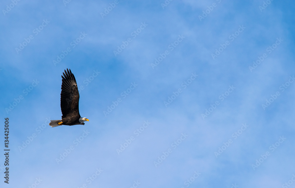 Obraz premium Bald Eagle