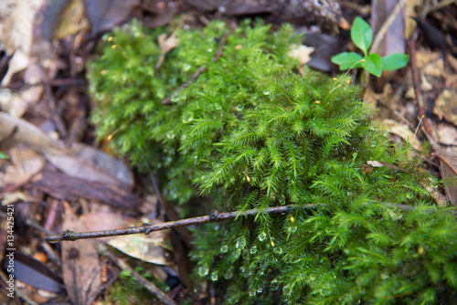Green moss in forest