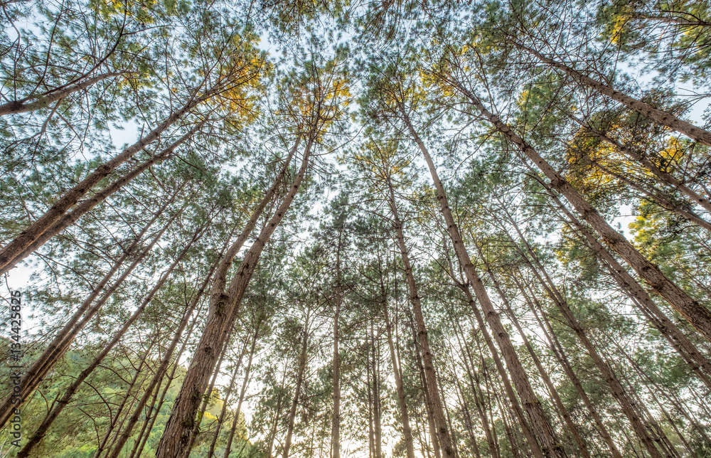 Fototapeta premium Look up pine forest shady