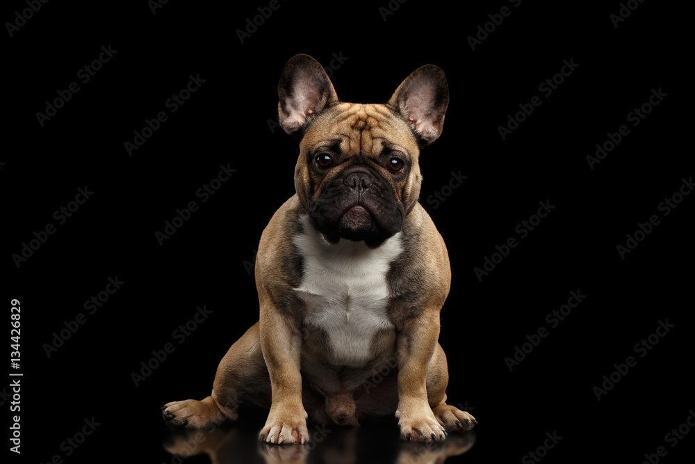 Fawn French Bulldog Dog Sitting and staring in camera on isolated black background, front view