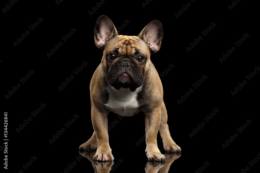 Fawn French Bulldog Dog Standing and staring in camera on isolated black background, front view Fawn French Bulldog Dog Standing and staring in camera on isolated black background, front view